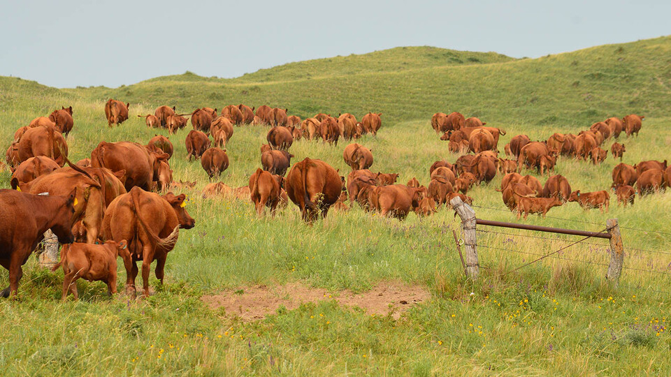 Cattle graze on the Diamond Bar Ranch north of Stapleton in June 2020