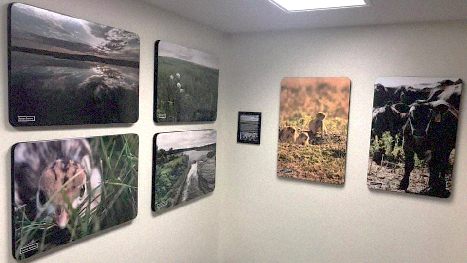 Hardin Hall's walls covered in images of cattle and grasslands