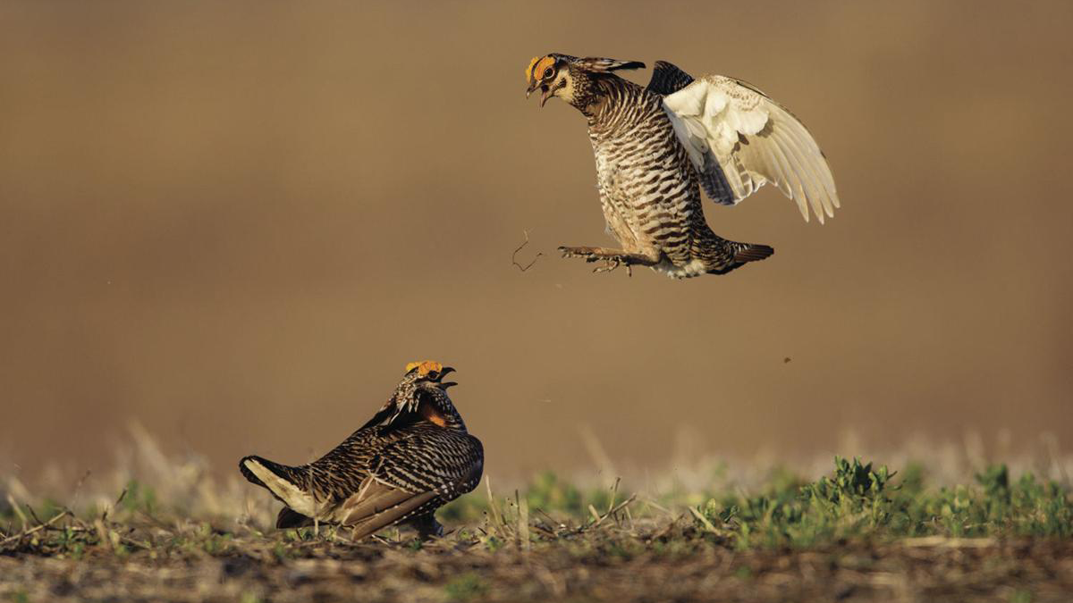 two greater prairie chickens
