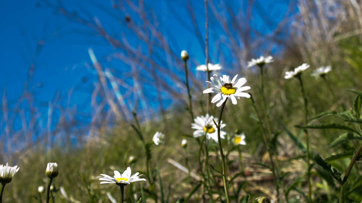 daisy in grass field