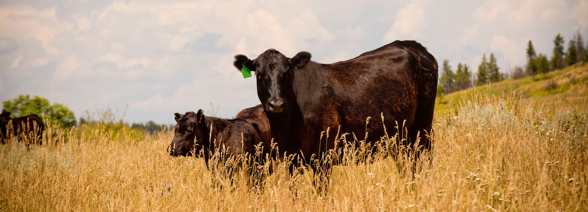 cattle grazing in grasslands