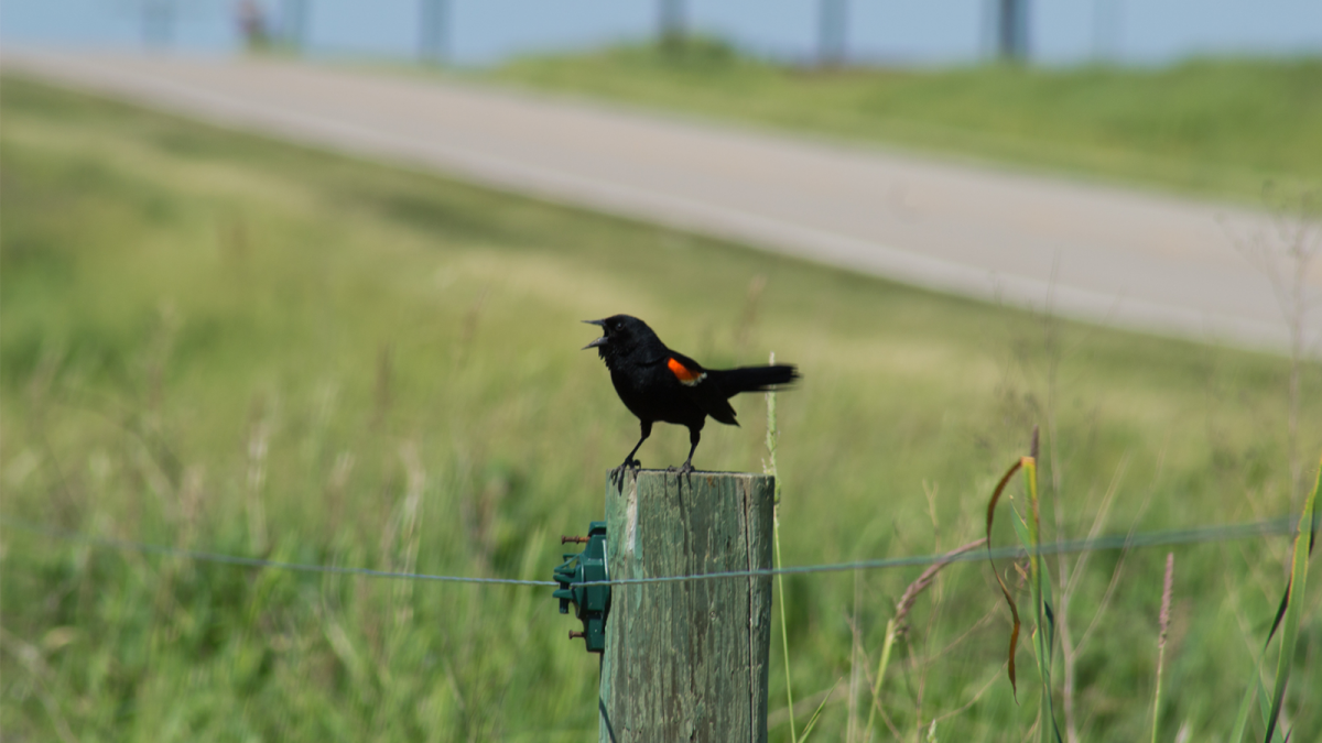 blackbird on fence in field