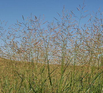 sandhills grass