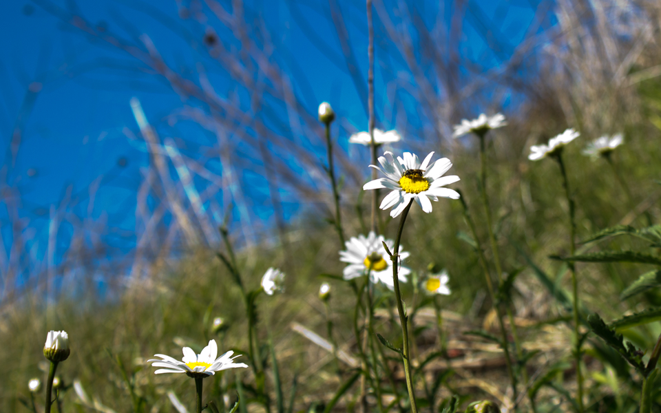 daisy in grassland