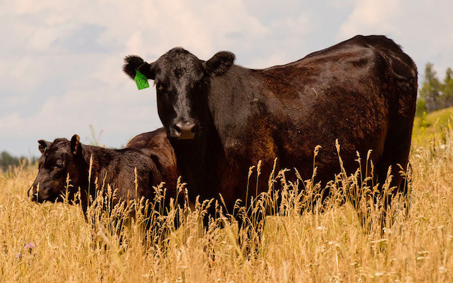 cattle in grassland