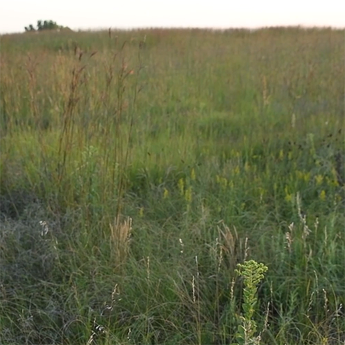 Nine-Mile Prairie grasses