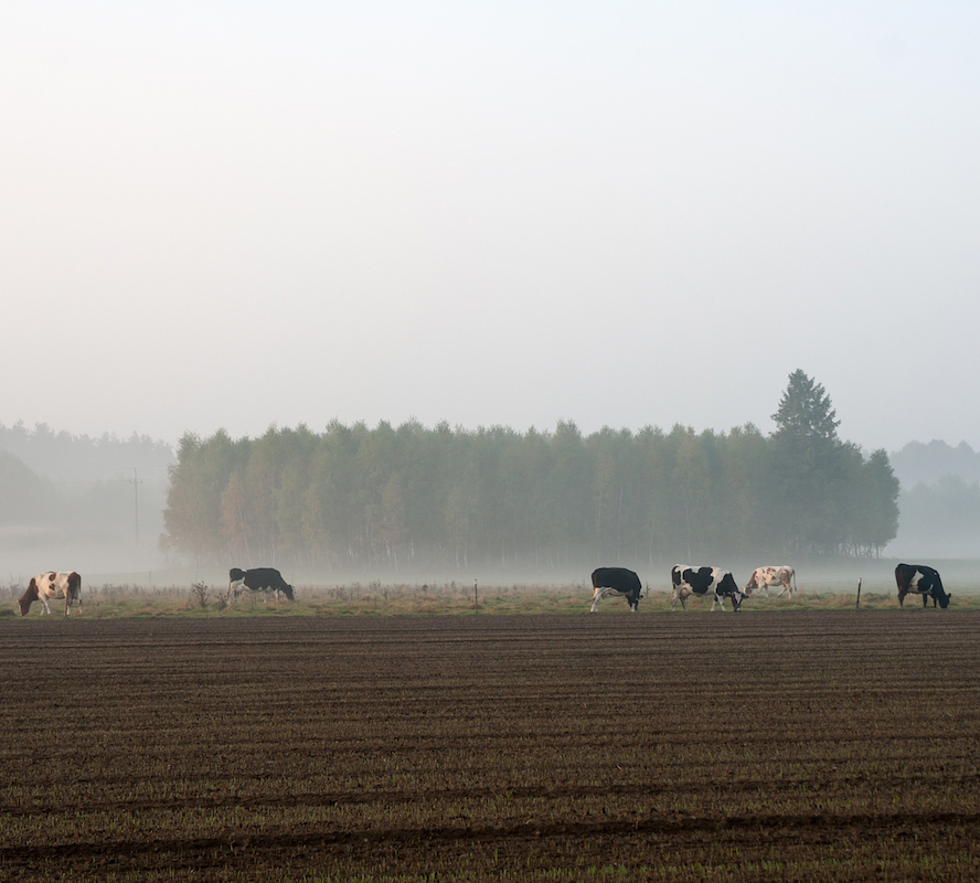 cattle in misty field