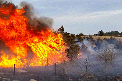 fire-ecology-and-management