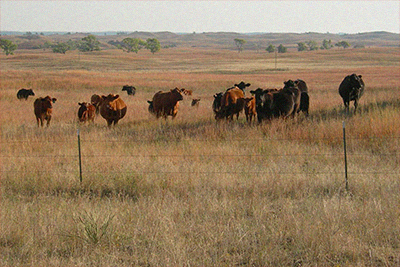 grazing-ecology-and-management