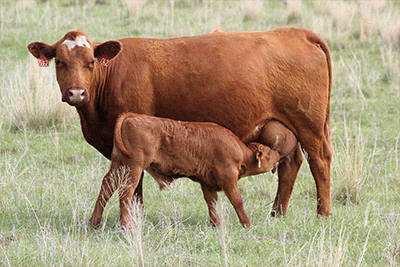 livestock-production-on-grasslands