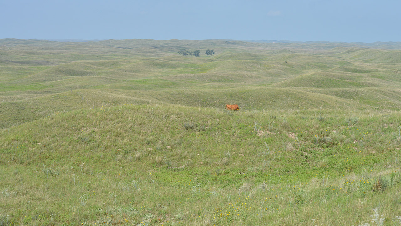 Cow grazing on Sandhills grasses