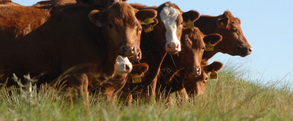 Cows in pasture