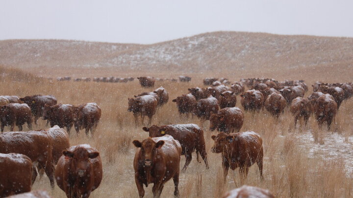 Red Angus cows come to feed on the Diamond Bar Ranch, Stapleton, Neb.