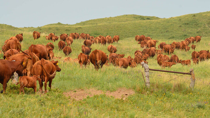 cattle grazing