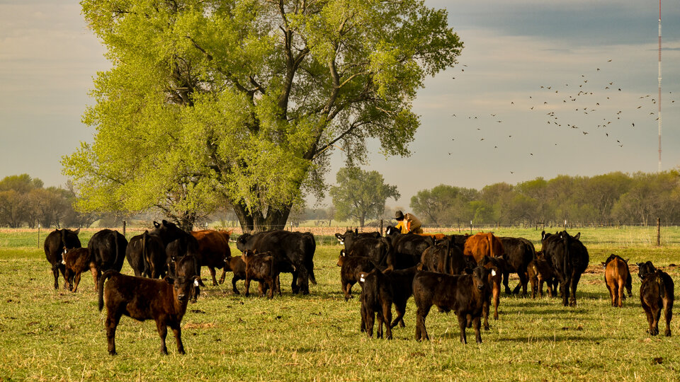 cattle in a pasture