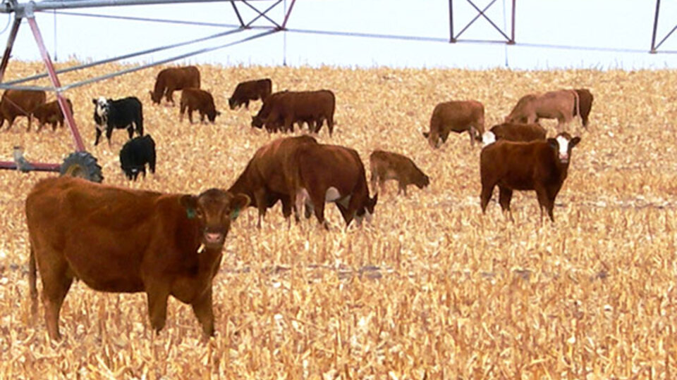 Cows in corn field