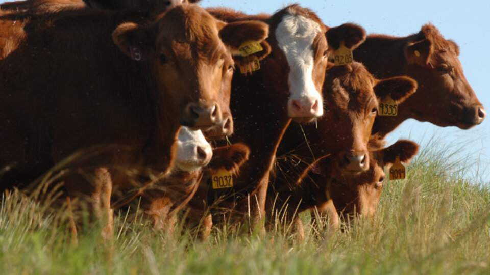 Cows in pasture