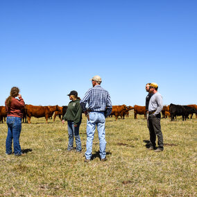 A group observing grazing cattle