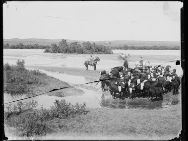 Cowboys herd cattle through a shallow river surrounded by grassy plains and distant hills.