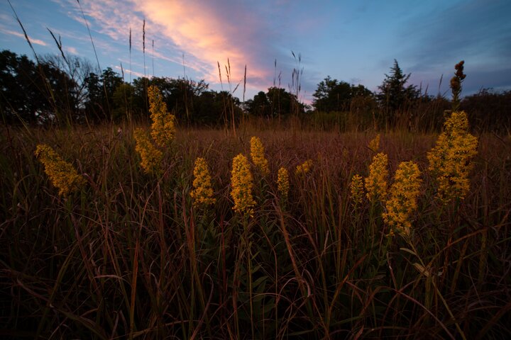 9 mile prairie at sunset with tall grass and flowers