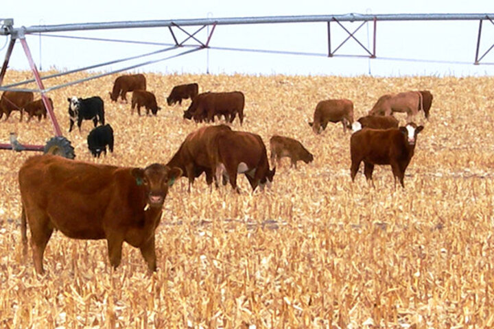 Cows in corn field