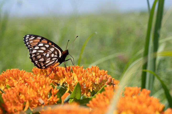 Butterfly Dalbey