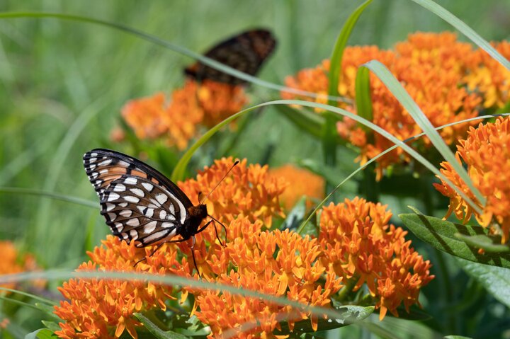 Butterfly Dalbey
