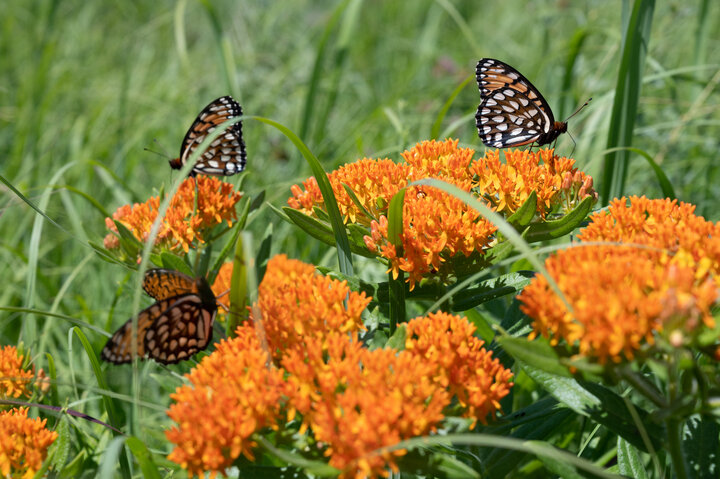 Butterfly Dalbey