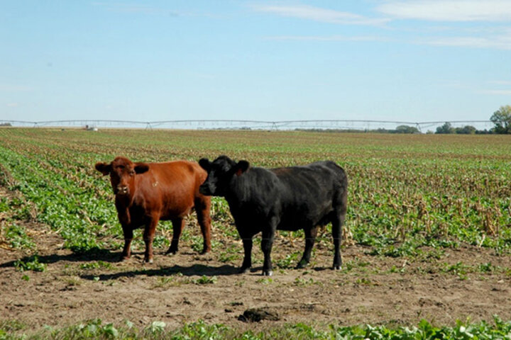 Cows in crop field 