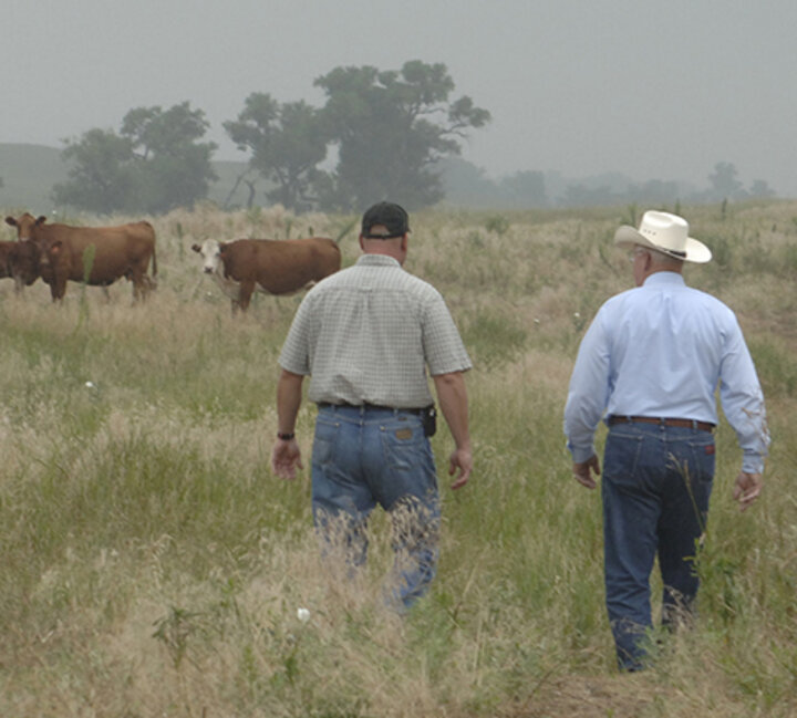 Ranchers walking in field with cows