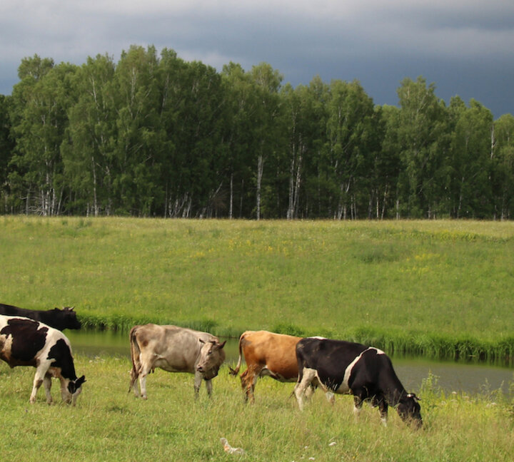 cows grazing field