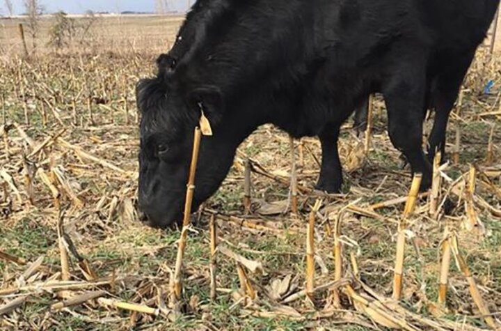 cow grazing corn stubble field 