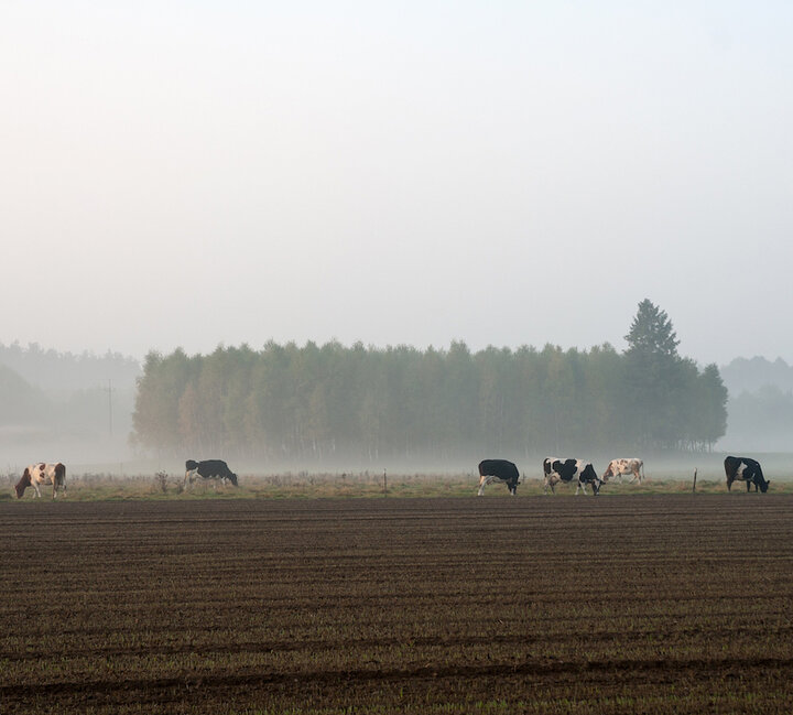 Fog haze field with cows