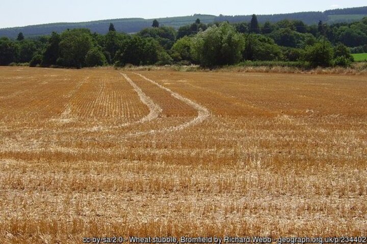 Wheat stubble