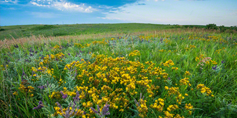 Nine Mile Prairie